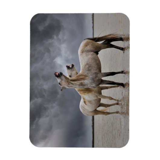 Paar van Camargue Horse Stallions, Zuid-Frankrijk Magneet (Verticaal)