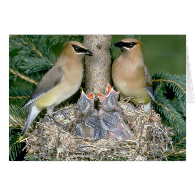 Paar van Cedar Waxwings met jonge (Voorkant Horizontaal)