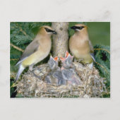 Paar van Cedar Waxwings met jonge Briefkaart (Voorkant)