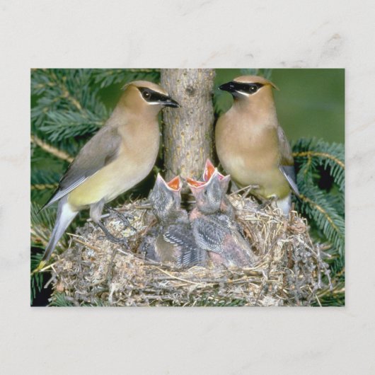 Paar van Cedar Waxwings met jonge Briefkaart (Voorkant)