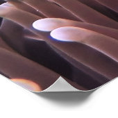 Paar van Clownfish Poster (Hoek)