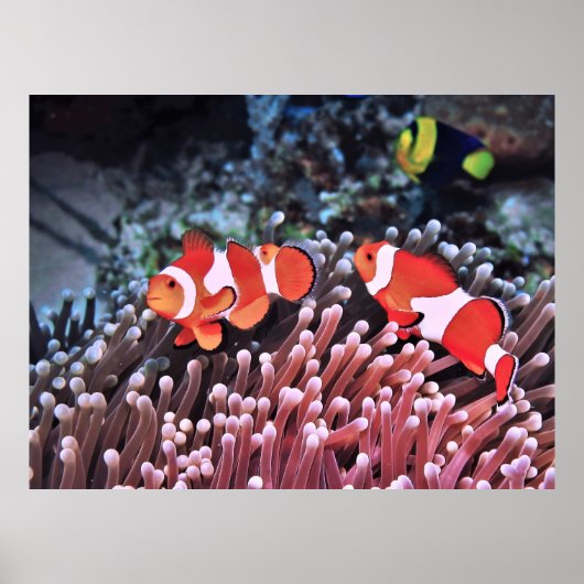 Paar van Clownfish Poster (Voorkant)