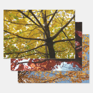 Paar van de Natuur van de herfst van de Gele Maple Inpakpapier Vel
