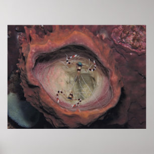 Paar van de scharnierscharnaal poster