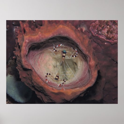 Paar van de scharnierscharnaal poster (Voorkant)