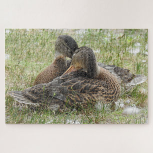 Paar van eenden Canoodling - liefde en affectie Legpuzzel
