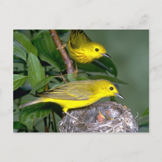 Paar van Gele Warblers met jonge Briefkaart (Voorkant)