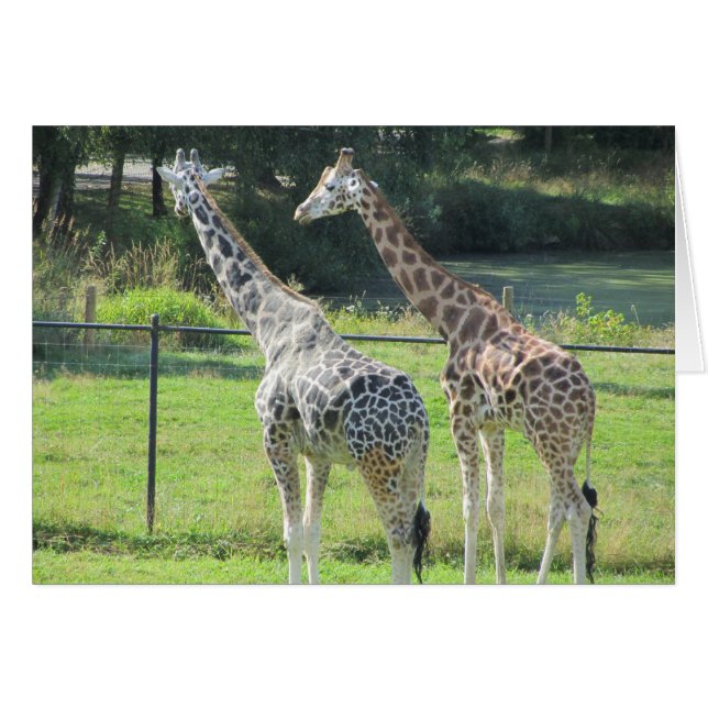 Paar van Giraffe (Voorkant Horizontaal)
