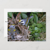 Paar van goudvleugelwingers met nest briefkaart (Voorkant / Achterkant)