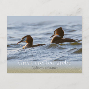 Paar van grote kruiden CC0757 Briefkaart