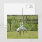 Paar van hele kranen briefkaart (Voorkant / Achterkant)