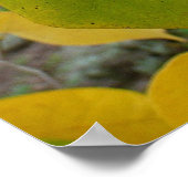 Paar van Herfst Redbud laat de herfst Fotografie Poster (Hoek)