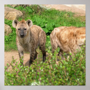 Paar van het Poster Hyenas
