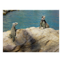 Paar van Iguanas Tropical Wildlife Photography
