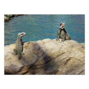 Paar van Iguanas Tropical Wildlife Photography Perfect Poster
