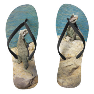 Paar van Iguanas Tropical Wildlife Photography Teenslippers