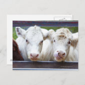 Paar van jonge witte koeien tijdens de vervoederin briefkaart (Voorkant / Achterkant)