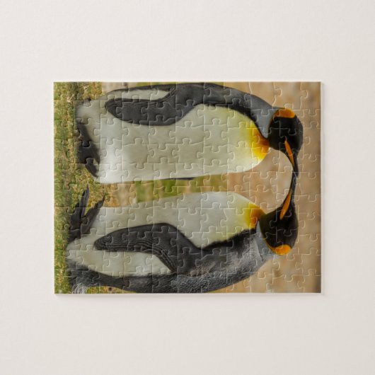 Paar van King Penguins, Falklands Legpuzzel (Horizontaal)