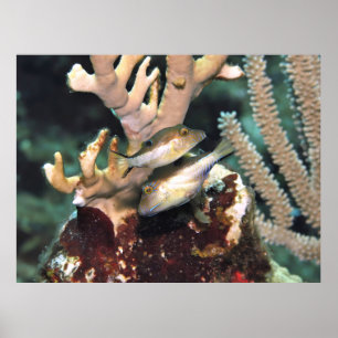 Paar van Little Puffers Poster