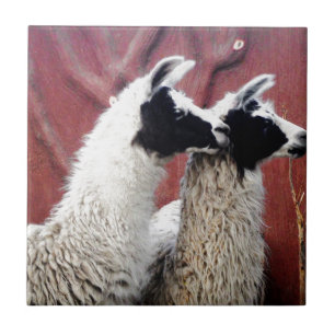 Paar van Llamas Tegeltje