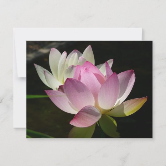 Paar van Lotus Flowers II Kaart (Voorkant)