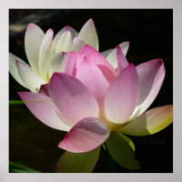 Paar van Lotus Flowers II