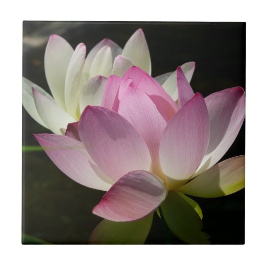 Paar van Lotus Flowers II Tegeltje (Voorkant)