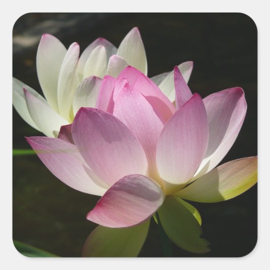 Paar van Lotus Flowers II Vierkante Sticker (Voorkant)