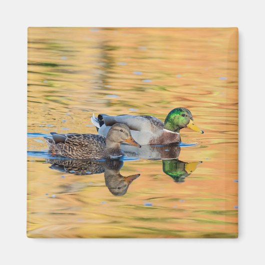 Paar van Mallards Magneet (Voorkant)