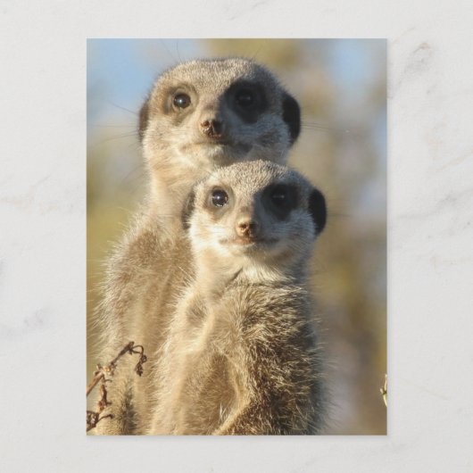 Paar van Meerkats Briefkaart (Voorkant)