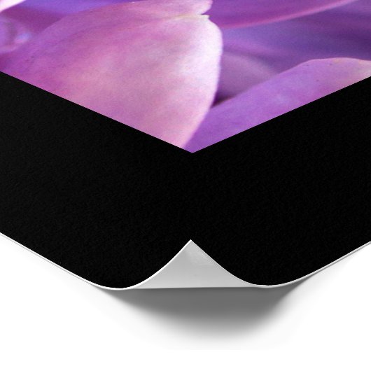 Paar van mooie witte doven poster (Hoek)