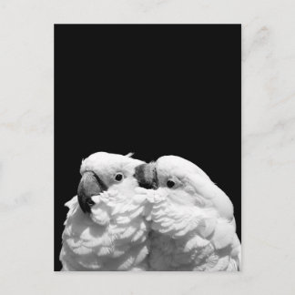 Paar van paraplu-cockatoes briefkaart