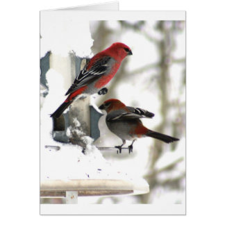 Paar van Pine Grosbeaks