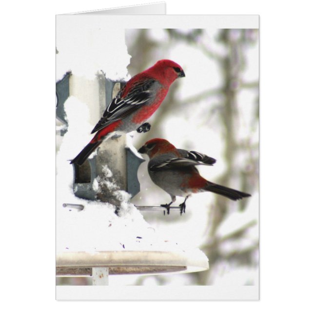 Paar van Pine Grosbeaks (Voorkant)