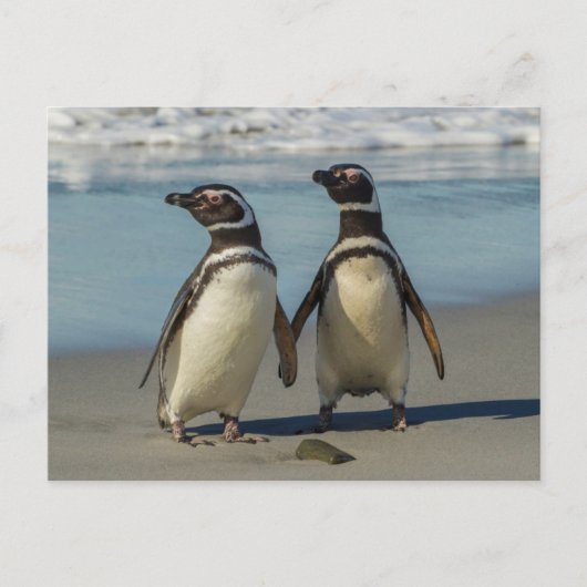 Paar van pinguïns op het strand briefkaart (Voorkant)