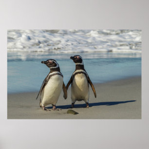 Paar van pinguïns op het strand poster