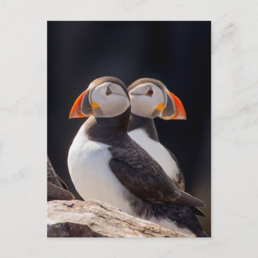 Paar van Puffins Briefkaart (Voorkant)