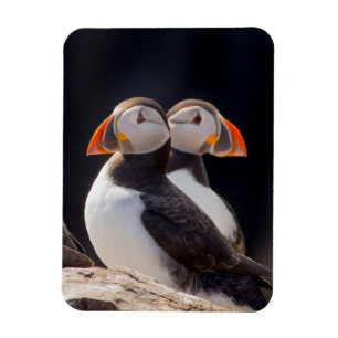 Paar van Puffins Magneet