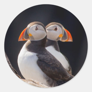 Paar van Puffins Ronde Sticker