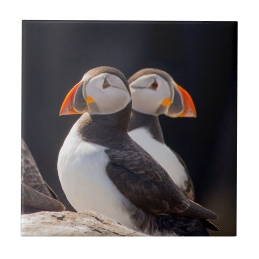 Paar van Puffins Tegeltje (Voorkant)