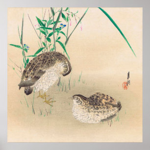 Paar van Quail Poster
