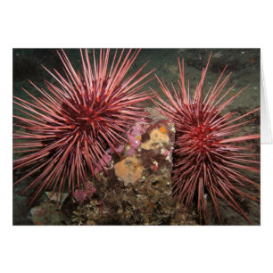 Paar van reuzenrode Zeeen Urchins