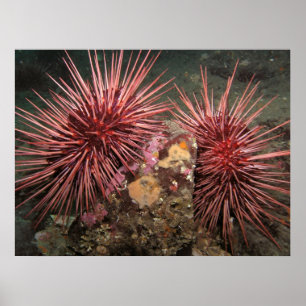 Paar van reuzenrood Zee Urchins Fine Art-Prints Poster