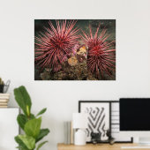 Paar van reuzenrood Zee Urchins Fine Art-Prints Poster (Thuiskantoor)