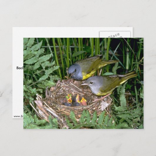 Paar van rouwWarblers met jonge Briefkaart (Voorkant / Achterkant)