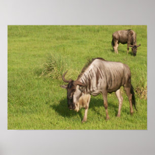 Paar van wilde dieren poster