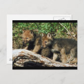 Paar van Wolf Cubs Briefkaart (Voorkant / Achterkant)