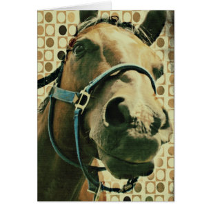 Paard