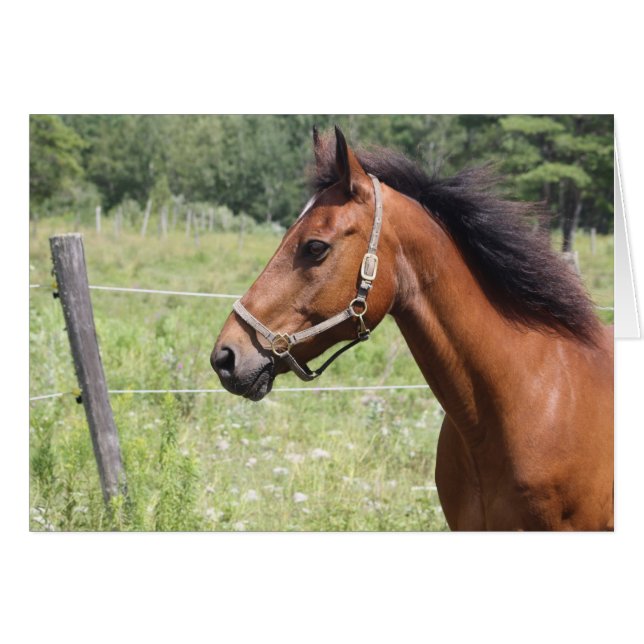 Paard (Voorkant Horizontaal)
