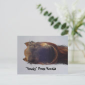 Paard 1 briefkaart (Staand voorkant)